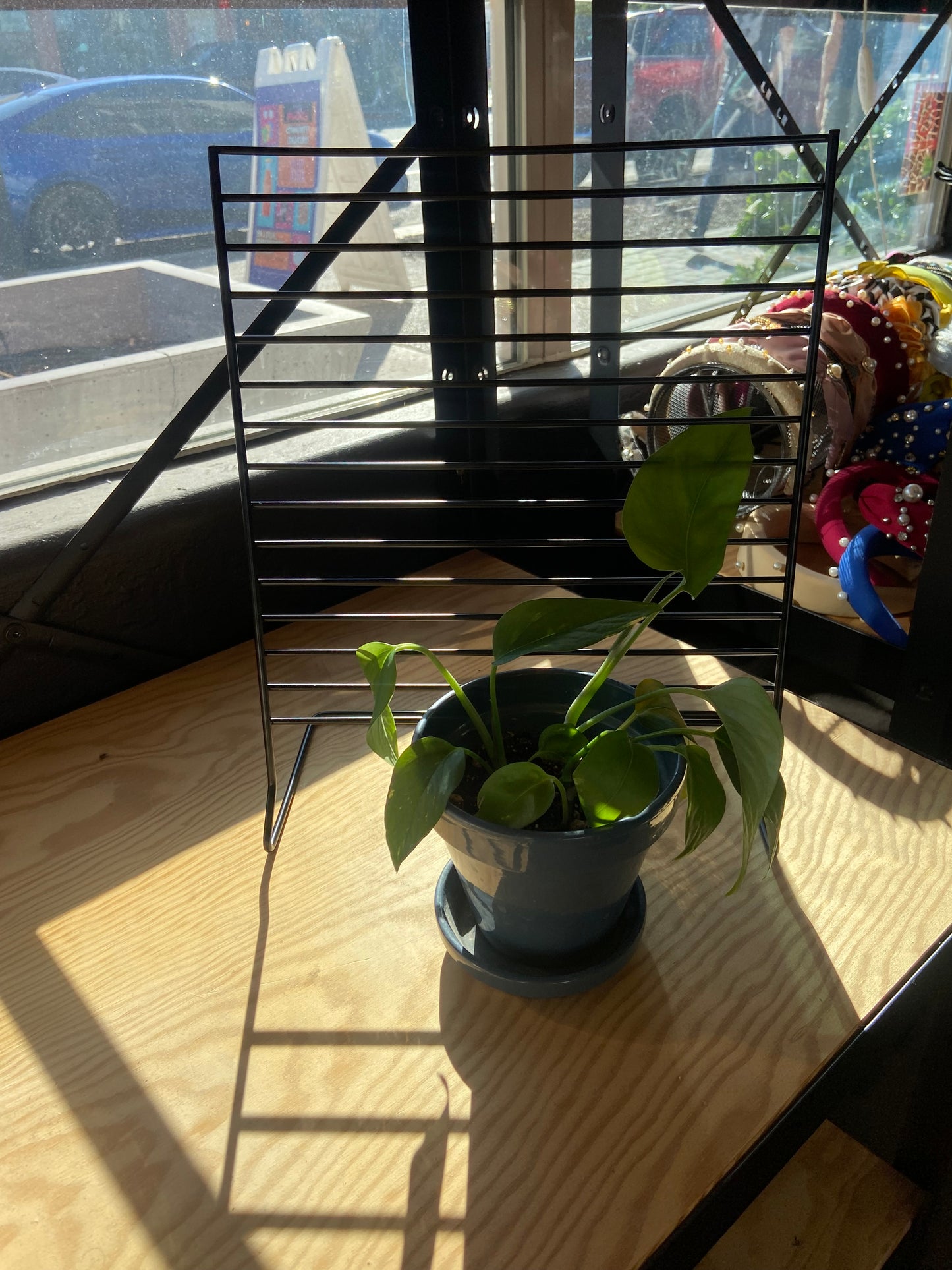 Pothos Plant