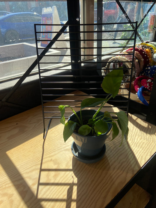 Pothos Plant