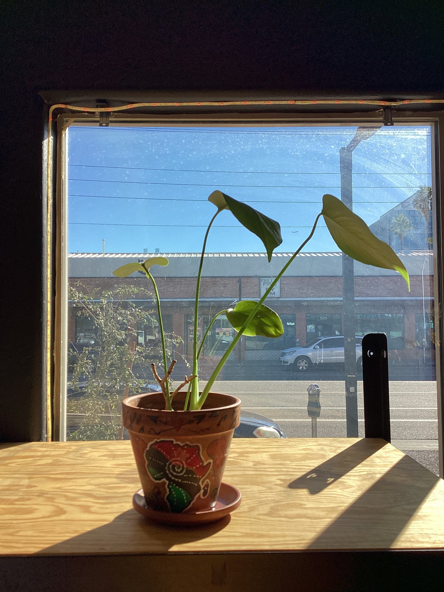 Sacred Soul Zufu Plant