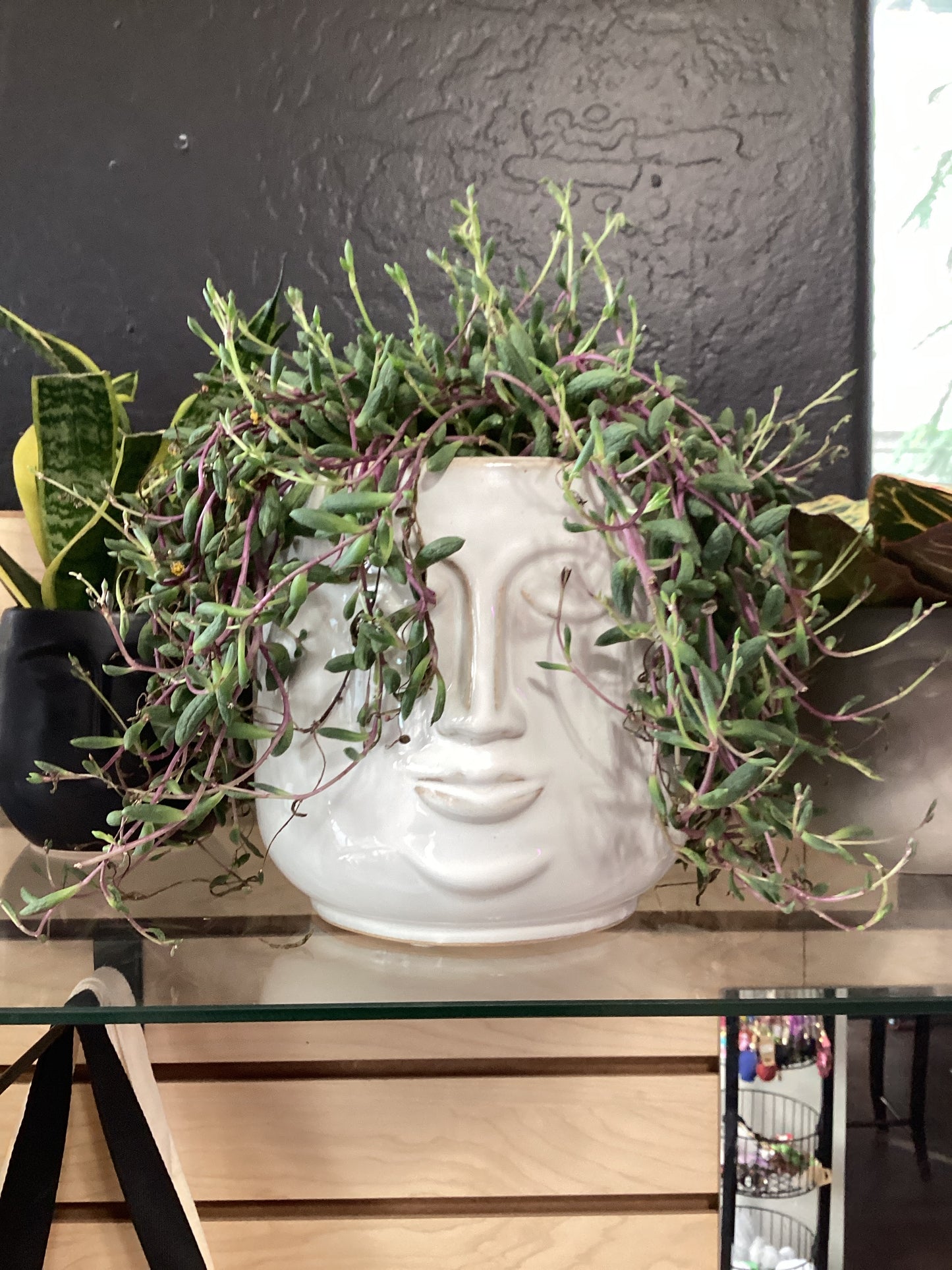 King Zufu Succulent Plant