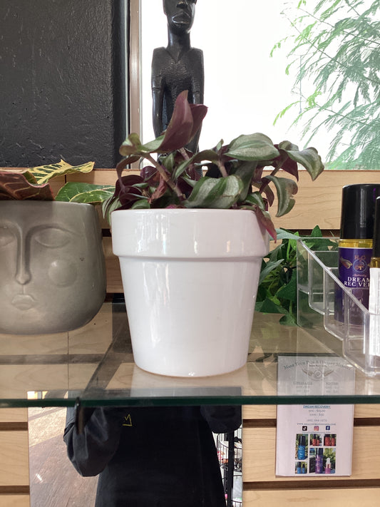 Snowflake Succulent Plant